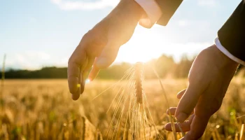 Минсельхоз поддержал изменения в законе об агростраховании с господдержкой