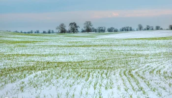 Заморозки угрожают урожаю в 41 регионе России: НСА призывает аграриев обратиться к страховщикам