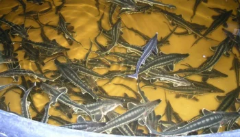 Минсельхоз получил предложения по расширению агрострахования аквакультуры