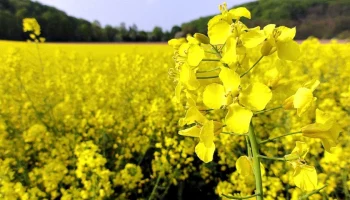 В России доля застрахованного озимого рапса достигла 30% от посевов