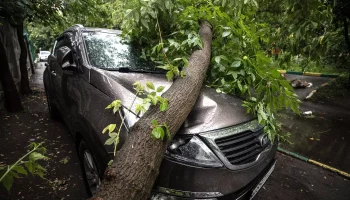 Дерево на машине: как получить компенсацию за ущерб от управляющей компании или ТСЖ