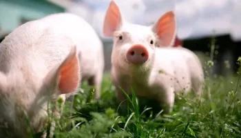 В России обновили правила страхования сельхозживотных с господдержкой