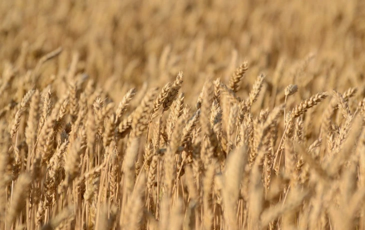 ​Правительство направит 5,5 млрд рублей на агрострахование в 2026 году