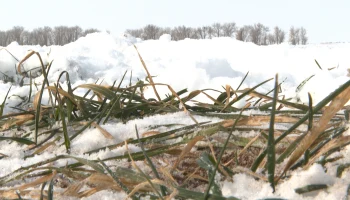 Регионы РФ застраховали озимые на 69 млрд рублей из-за угрозы паводков