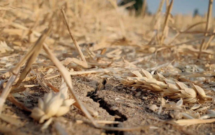 ​Засуха подкосила пшеницу: &laquo;СберСтрахование&raquo; выплатило аграриям Ростовской области 100 млн рублей