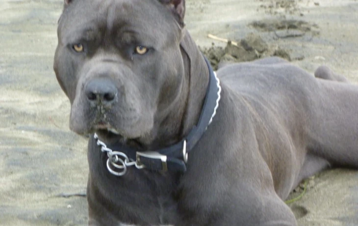 ОСАГО для собак: владельцев опасных пород могут обязать страховать ответственность