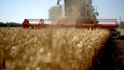 На Юге России застраховали 4,3 млн га посевов под урожай 2025 года
