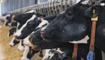Крупный агрохолдинг в Липецкой области застраховал стадо на 200 млн рублей