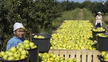 Миллиард на яблоки: как агробизнес защищается от климатических рисков с помощью технологий