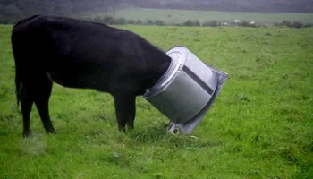 Как не потерять корову: реальные страховые случаи показывают главные угрозы для скота