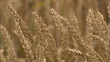 Агрострахование в Волгоградской области станет доступнее: «АльфаСтрахование» и «Народный фермер» начинают сотрудничество