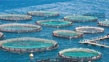 Система страхования аквакультуры требует срочной модернизации