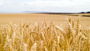 Ростовская область возглавила рейтинг регионов по страхованию посевов с охватом в 1,3 млн гектаров