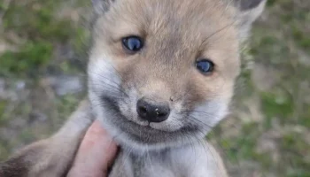 Рост укусов животных среди туристов: анализ страховых обращений СОГАЗа