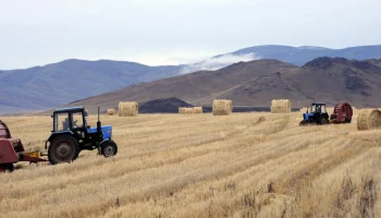 В Тыве введен режим ЧС из-за засухи, затронувший застрахованные посевы