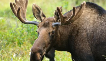 Конфликт интересов в страховой сфере: история судебного спора компании &laquo;Росгосстрах&raquo; о возмещении ущерба охотничьим угодьям