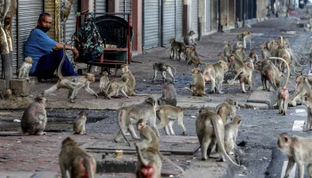 Май – опасный месяц для туристов: животные атакуют россиян за рубежом