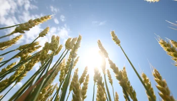 На Всероссийском дне поля-2025 обсудят систему агрострахования в условиях чрезвычайных ситуаций