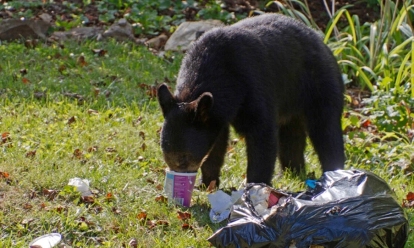 Росгосстрах включил в страховку жилья ущерб от грызунов, коров и медведей Росгосстрах включил в страховку жилья ущерб от грызунов, коров и медведей