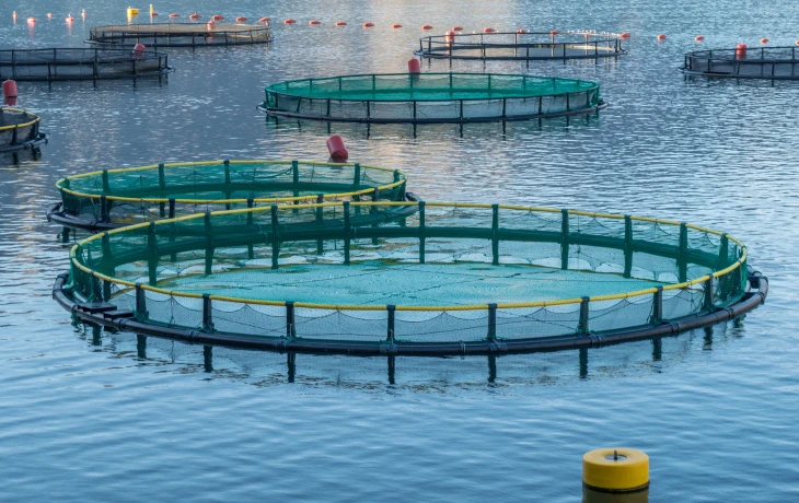 Минсельхоз РФ расширил список болезней для страхования в аквакультуре