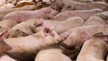 ​Челябинская область возглавила УФО по страхованию сельхозживотных