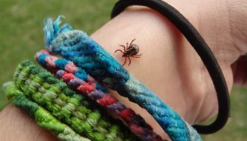 Лечение от укуса клеща в 130 раз дороже полиса. Статистика РЕСО-Гарантия за 2025 год