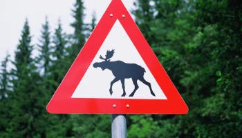 Страховая "Согласие": 74% ДТП с животными - столкновения с лосями