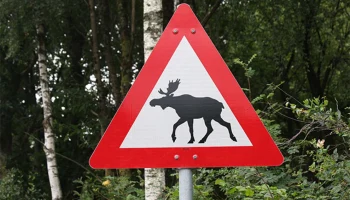 Более 200 заявлений к Росгосстраху: страховые выплаты по ДТП с животными