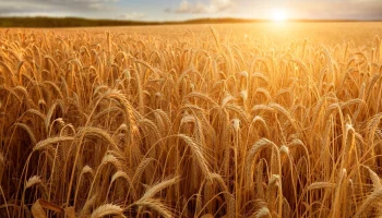 Рост страхования сельхозплощадей в России: 51% увеличение в первом полугодии 2024