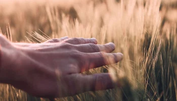 Омская область, Алтай и Татарстан возглавили рейтинг агрострахования 2025