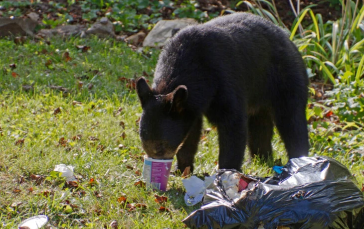 Росгосстрах включил в страховку жилья ущерб от грызунов, коров и медведей