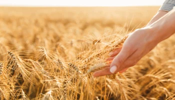 Правительство выделит 7 миллиардов рублей на защиту аграриев от климатических рисков