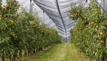 Страхование урожая многолетних насаждений выросло в 2,4 раза