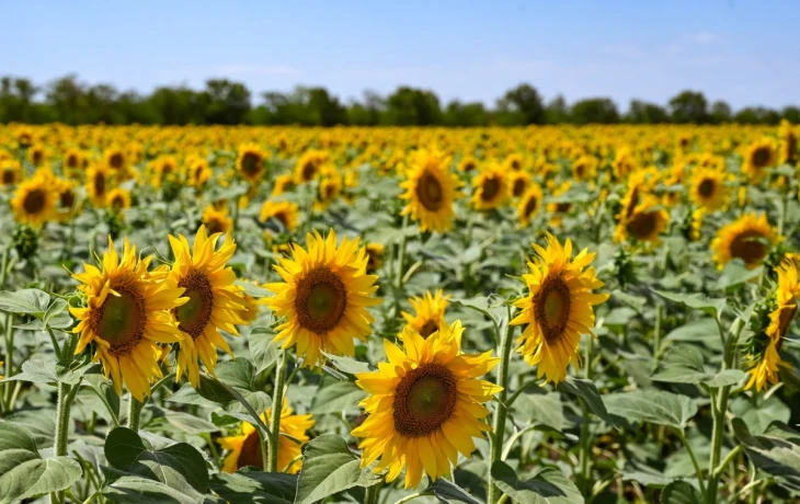 Форум &laquo;АльфаАгро&raquo; в Волгограде: в фокусе агрострахование и цифровизация АПК