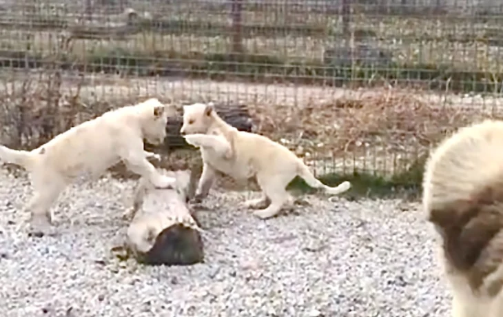 В сафари-парке 'Тайган' спасенные львята впервые познакомились и начали жить вместе