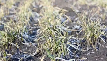 Заморозки 2025: ущерб посевам не достиг критических масштабов