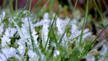 Почти миллион гектаров сельхозкультур застраховано в регионах Черноземья, пострадавших от майских заморозков