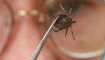 Страховка от клеща: спрос растет, цены повышаются на 15%