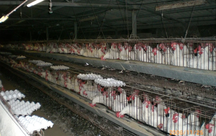 &laquo;РСХБ-Страхование&raquo; выплатила 5,8 млн рублей за падеж птицы в Воронежской области