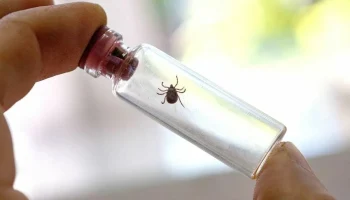 Рекордная страховая выплата в полмиллиона рублей выплачена подростку после укуса клеща