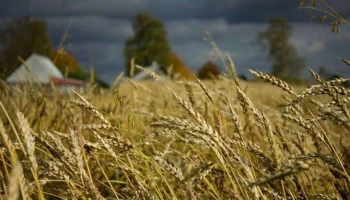 Агростраховщики России и Белоруссии обменялись опытом