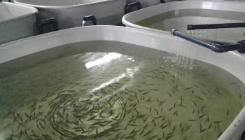 Суд отклонил иск рыбоводческого хозяйства к страховой компании на 123 млн рублей