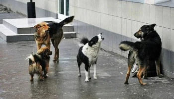 Неожиданная угроза: как попытка погладить собаку может обернуться страховым случаем