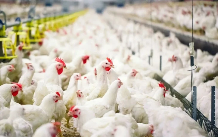 В Ростовской области из-за сбоя погибло 73 тыс. птиц: хозяйство получит 9,2 млн руб.