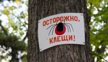 Страховка от клеща 2025: почему в России начался бум на полисы