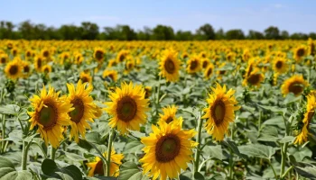 Форум &laquo;АльфаАгро&raquo; в Волгограде: в фокусе агрострахование и цифровизация АПК