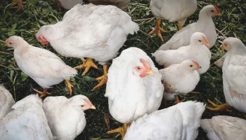 Страхование сельхозживотных: выгоды и возможности для фермеров