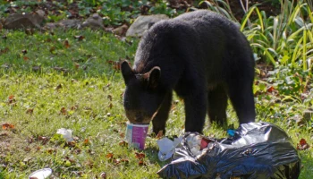 Росгосстрах включил в страховку жилья ущерб от грызунов, коров и медведей