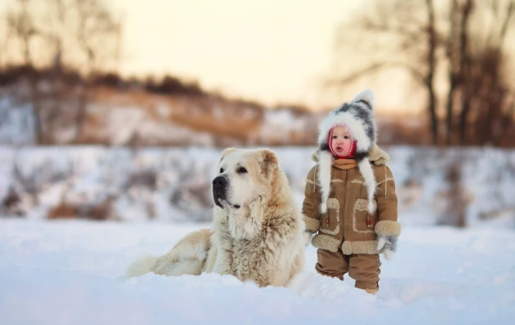 Правительство не поддержало законопроект о введении аналога ОСАГО для владельцев собак