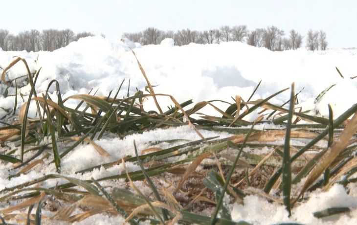 Регионы РФ застраховали озимые на 69 млрд рублей из-за угрозы паводков